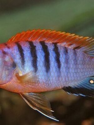 Labidochromis Hongi Sweden 3-6cm