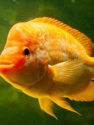 Citrinellus Midas 9-12cm