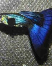 Lebiste Moscow Blue Casal 2-4cm