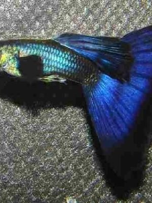 Lebiste Moscow Blue Casal 2-4cm