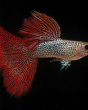 Lebiste Red Lace Casal 2-4cm Lebiste Red Lace Casal 2-4cm