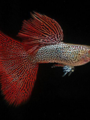 Lebiste Red Lace Casal 2-4cm