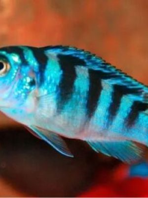 Lombardoi 3-6cm