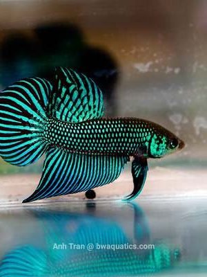 Betta Macho Mahachai 4-6cm