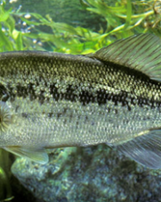 Black Bass 20cm Black Bass 20cm