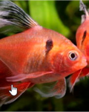 Tetra Mato Grosso Veú 1-3cm