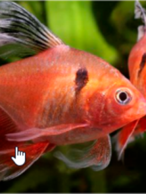 Tetra Mato Grosso Veú 1-3cm