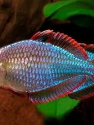 Melanotaenia Azul 2-4cm