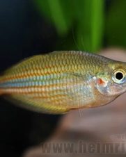 Melanotaenia Papue 2-4cm Melanotaenia Papue 2-4cm