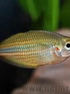 Melanotaenia Papue 2-4cm