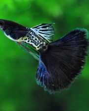 Lebiste Black Metal Casal 2-4cm