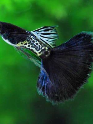 Lebiste Black Metal Casal 2-4cm