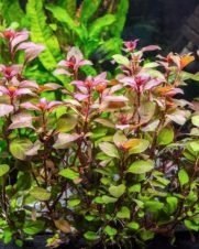 Ludwigia Mini Super Red