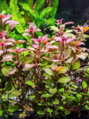Ludwigia Mini Super Red