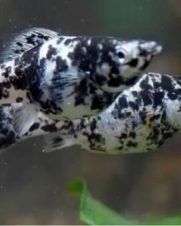 Molinesia Dalmata 2-4cm