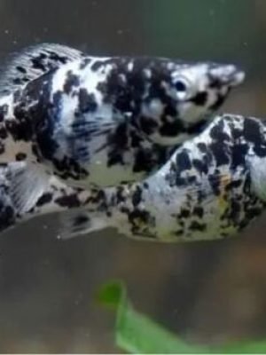 Molinesia Dalmata 2-4cm