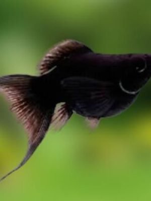 Molinesia Balão Black Lira 2-4cm