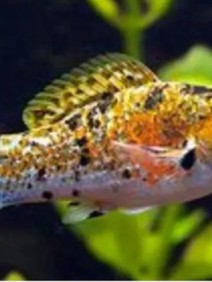 Molinesia Milk Pavão 2-4cm