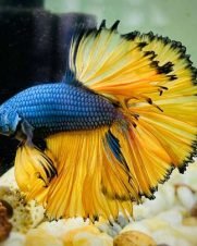 Betta Macho Mustard Gas 4-6cm
