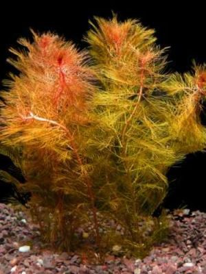 Sessiliflora