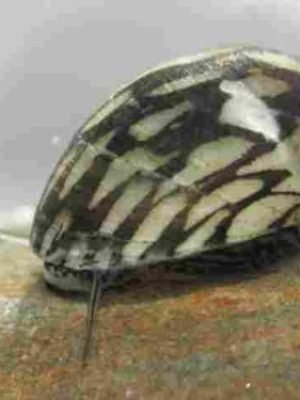 Neritina Virginea 1-2cm