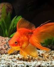 Kinguio Comum Cor Mix