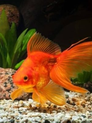 Kinguio Comum Cor Mix