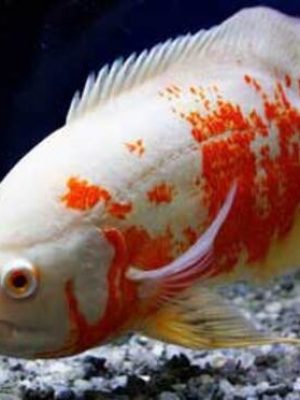 Oscar Tigre Albino 25-30cm