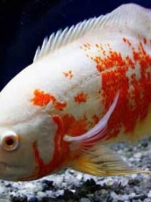 Oscar Tigre Albino 25-30cm