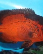 Oscar Red Ruby 12-13cm