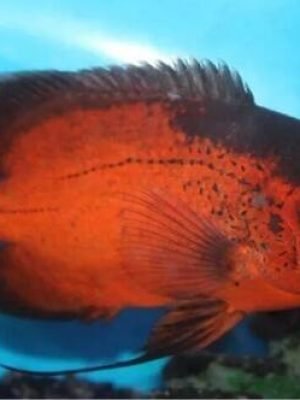 Oscar Red Ruby 12-13cm