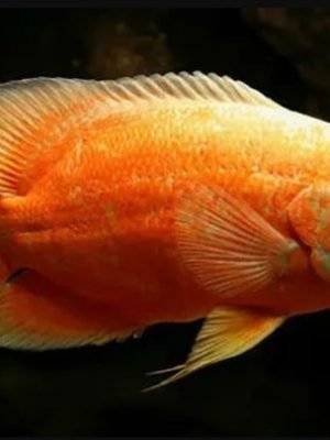 Oscar Red Ruby Albino 20-25cm