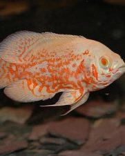 Oscar Tigre Albino 10cm