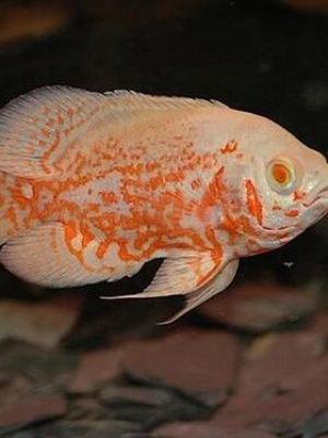 Oscar Tigre Albino 10cm