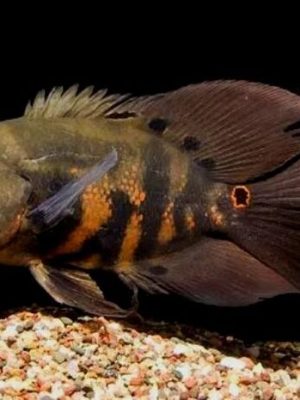 Oscar Tigre Veu 25-30cm