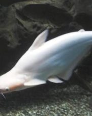 Pangasius Albino 30-40cm