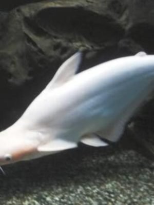 Pangasius Albino 30-40cm