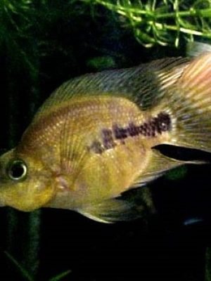 Papagaio Blood 4-8cm