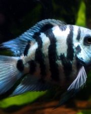 Papagaio Blue Safire 3-4cm