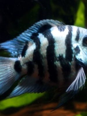 Papagaio Blue Safire 3-4cm