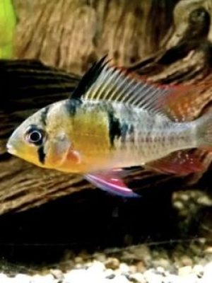 Papilocromis 2-4cm
