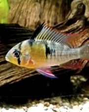 Papilocromis 2-4cm Papilocromis 2-4cm