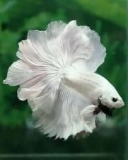 Betta Macho Dragon Branco 4-6cm
