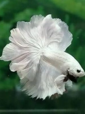 Betta Macho Dragon Branco 4-6cm