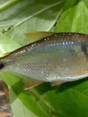 Lambari 2-4cm