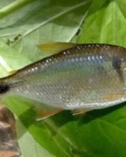 Lambari 2-4cm
