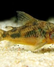 Corydora Paleatus 3-5cm