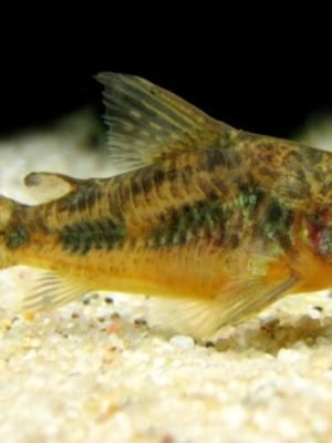 Corydora Paleatus 3-5cm