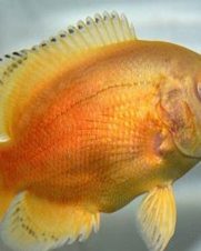 Oscar Red Ruby Albino 10cm