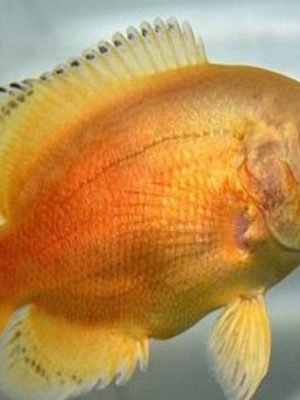 Oscar Red Ruby Albino 10cm